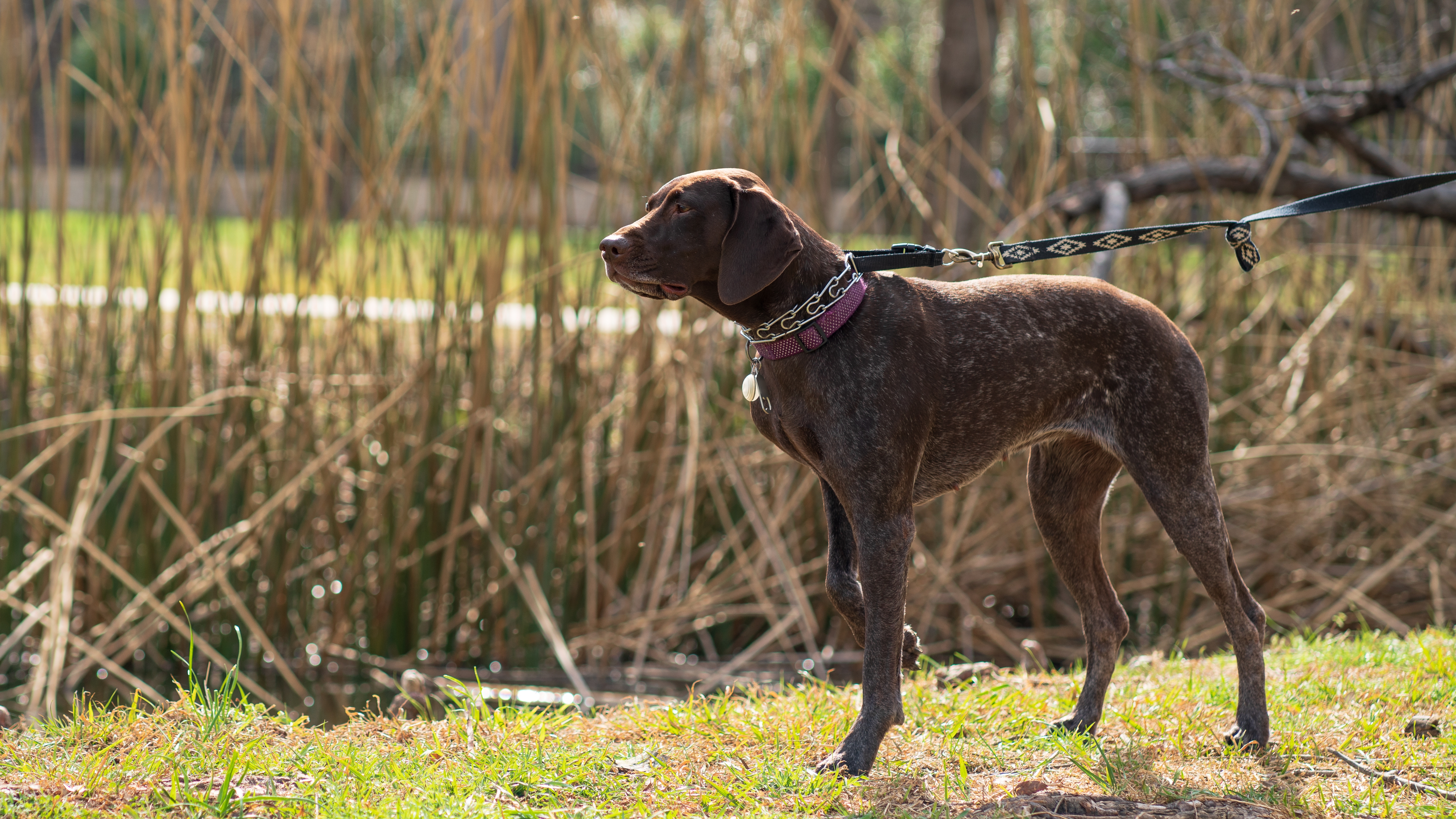 German Shorthaired Pointer