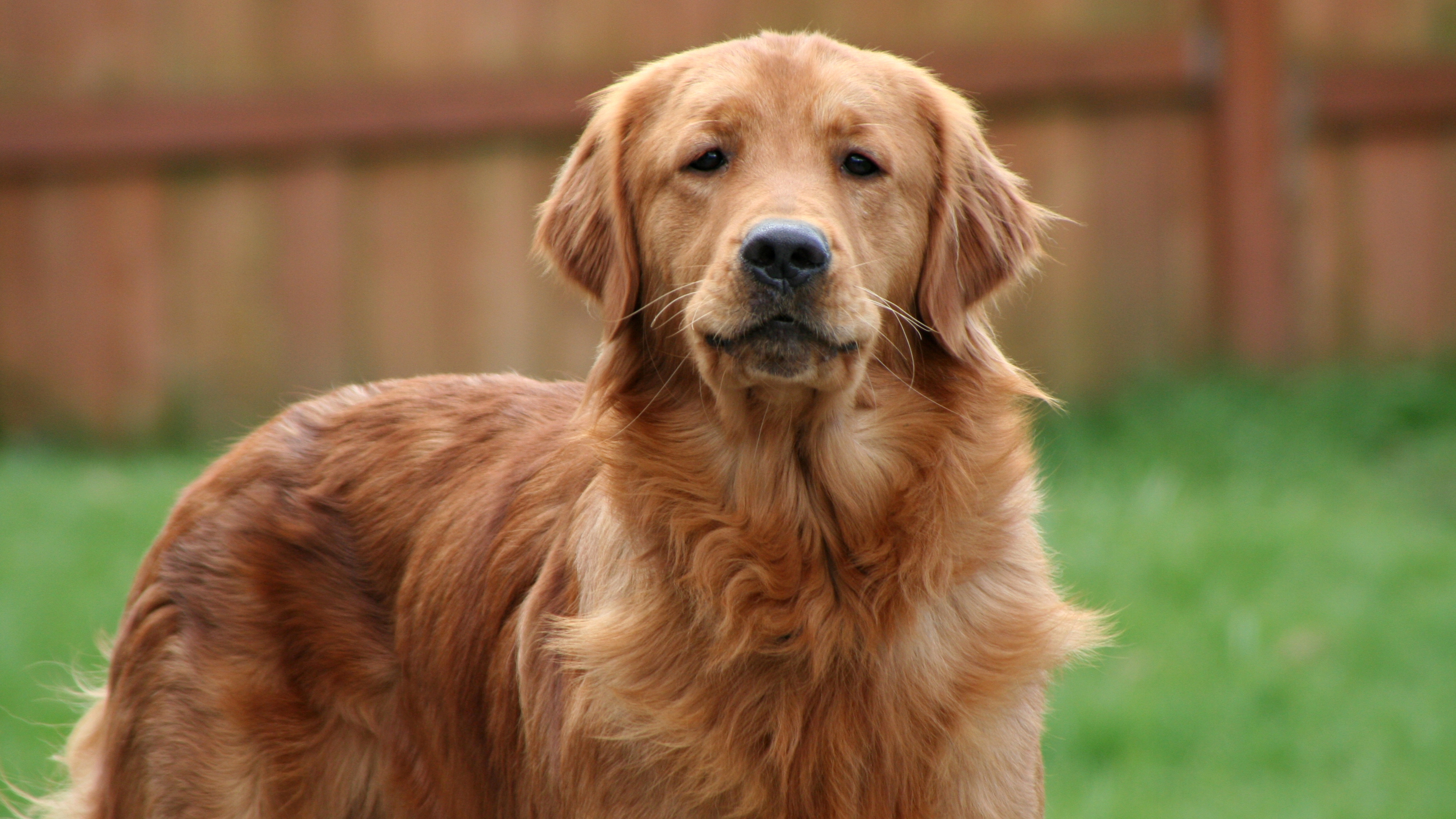 Golden Retriever