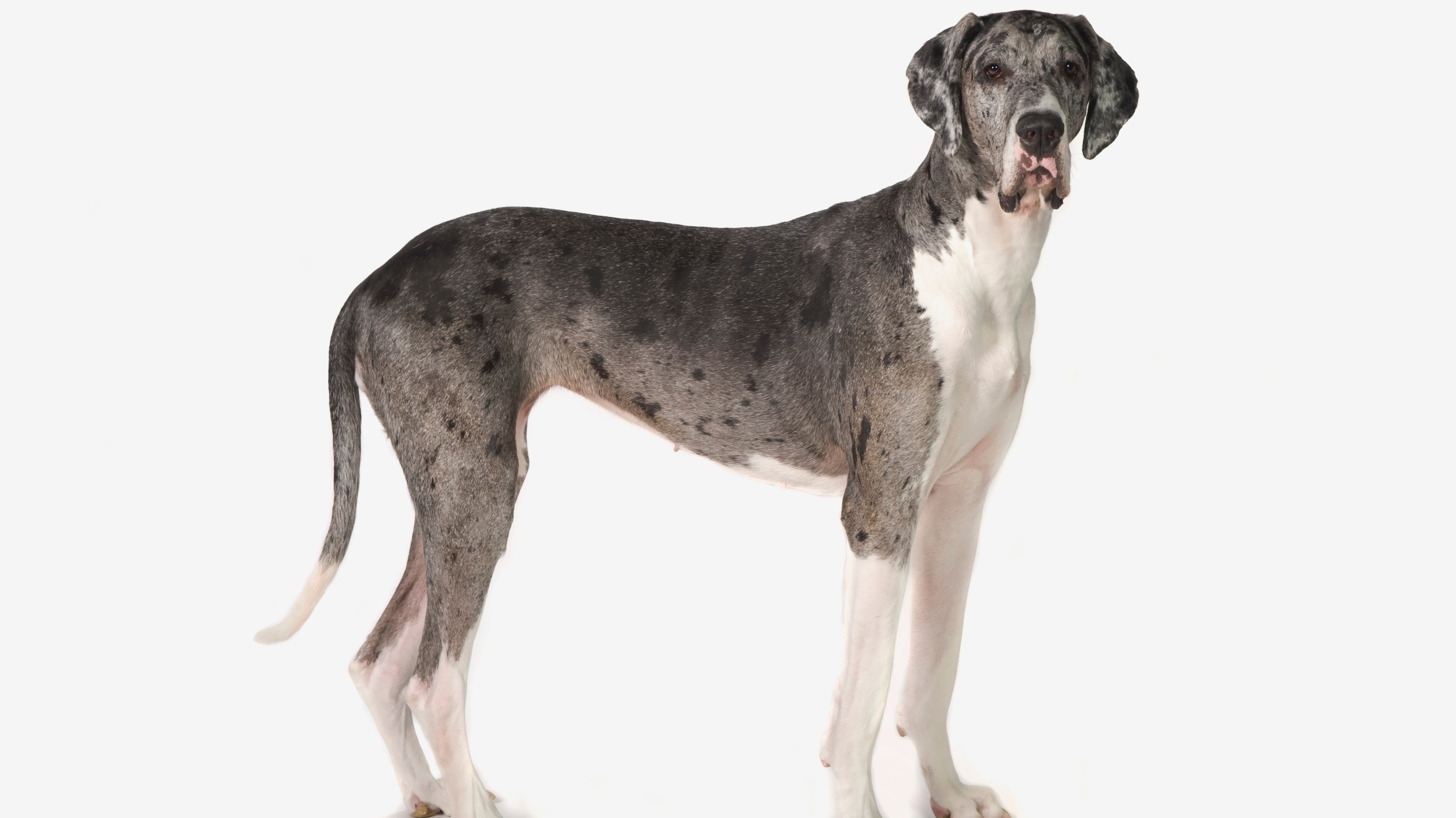 Great Dane