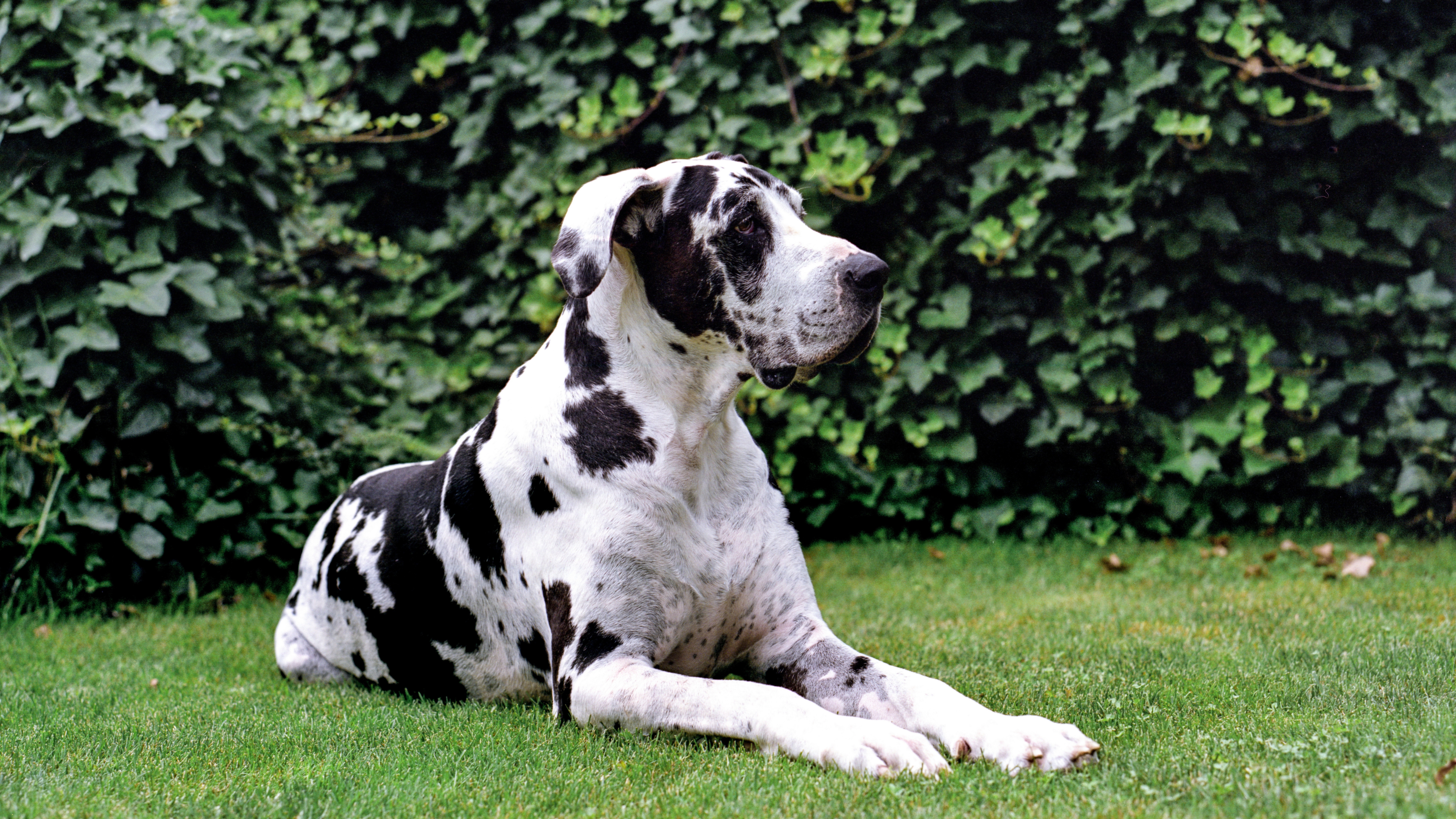 Great Dane