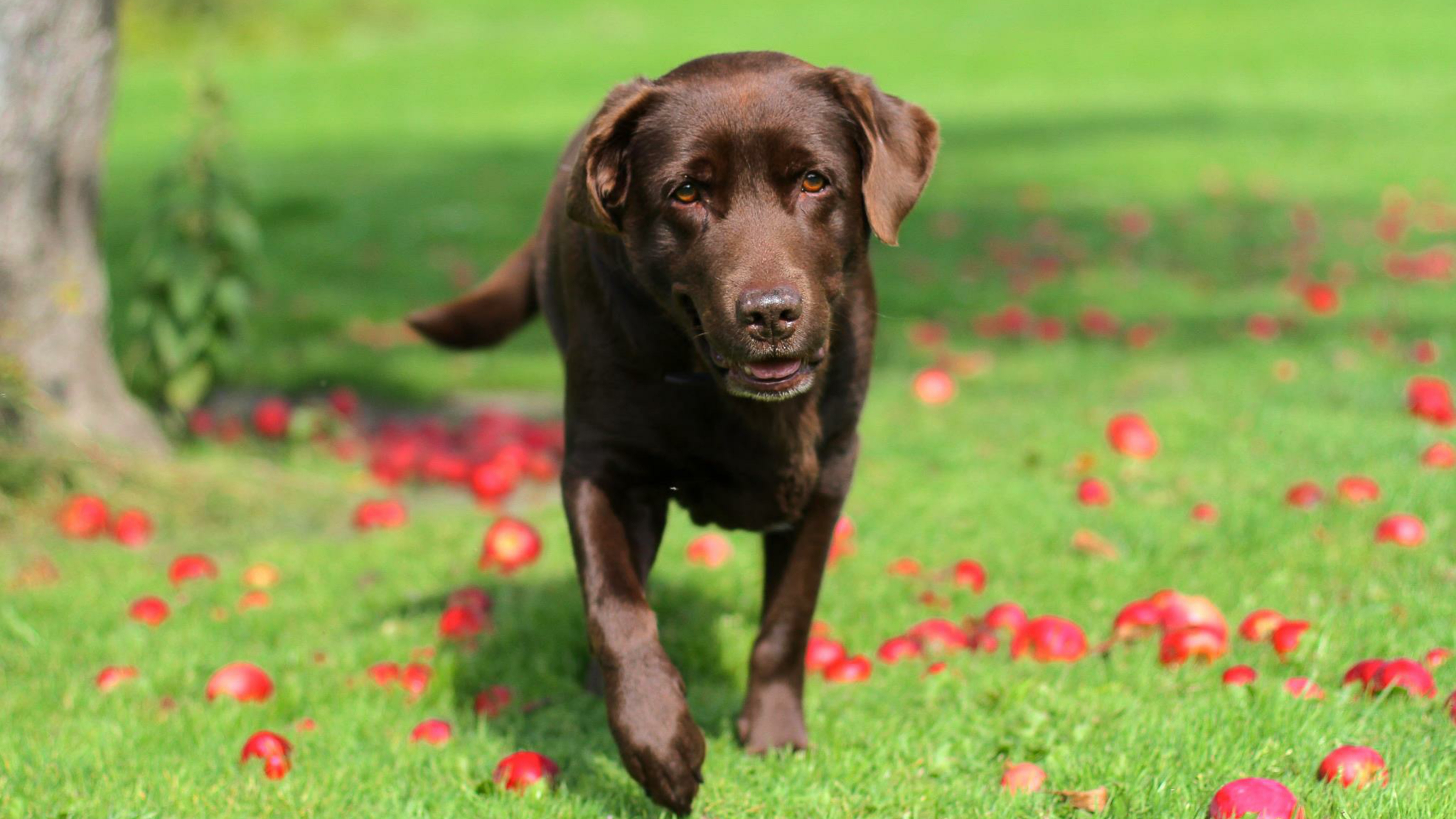 Labrador Retriever