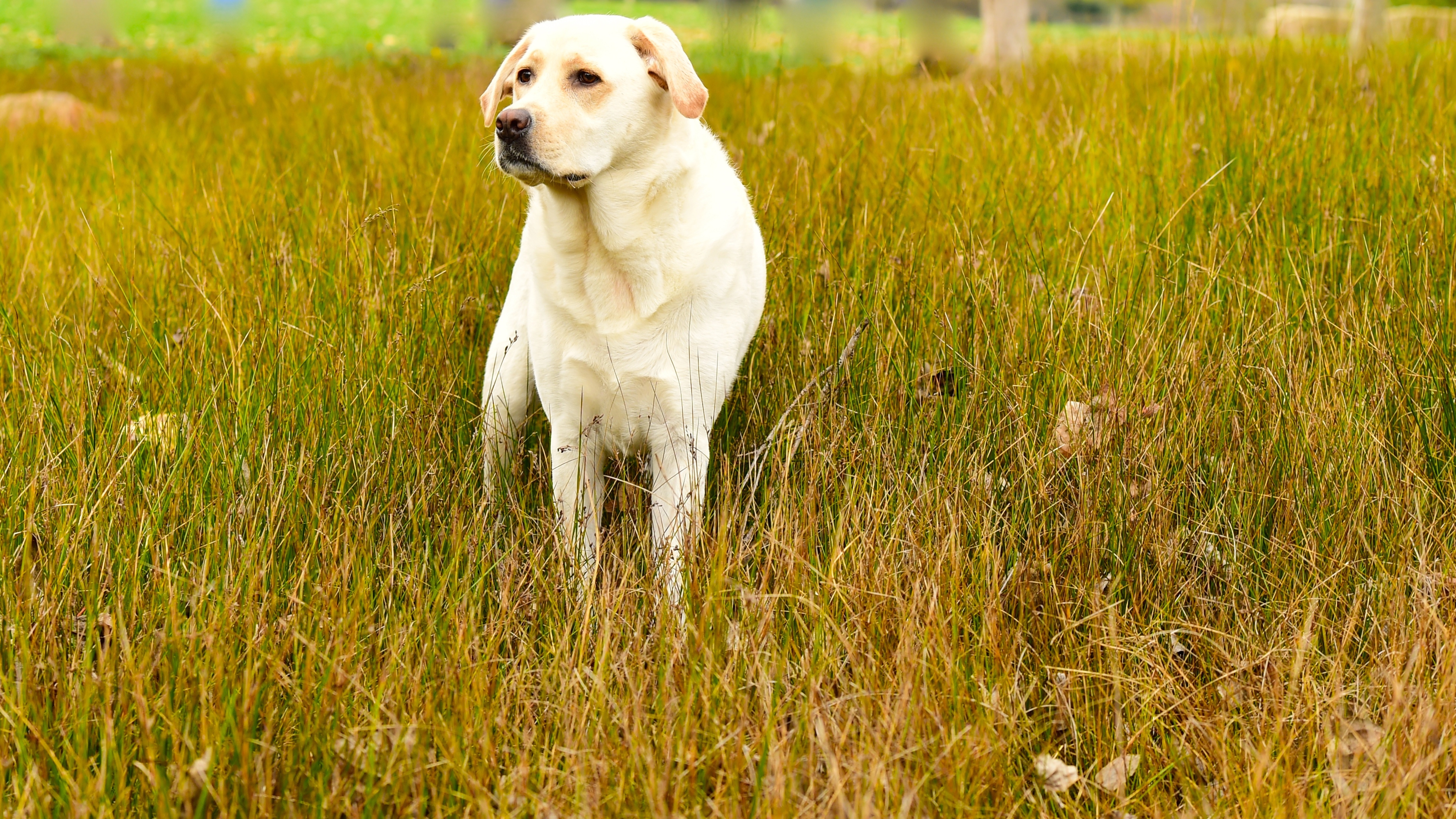 Labrador Retriever