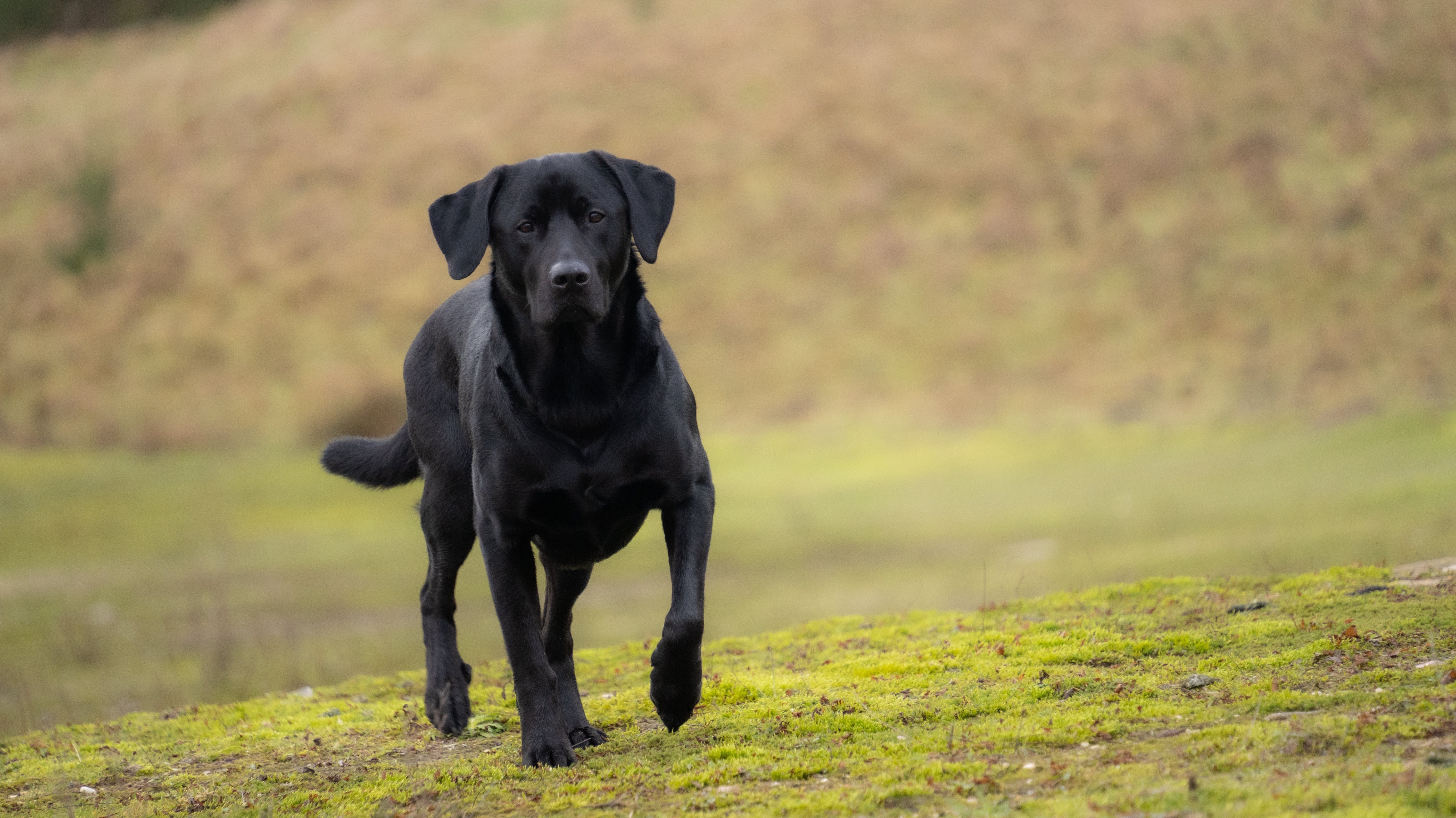 Labrador Retriever