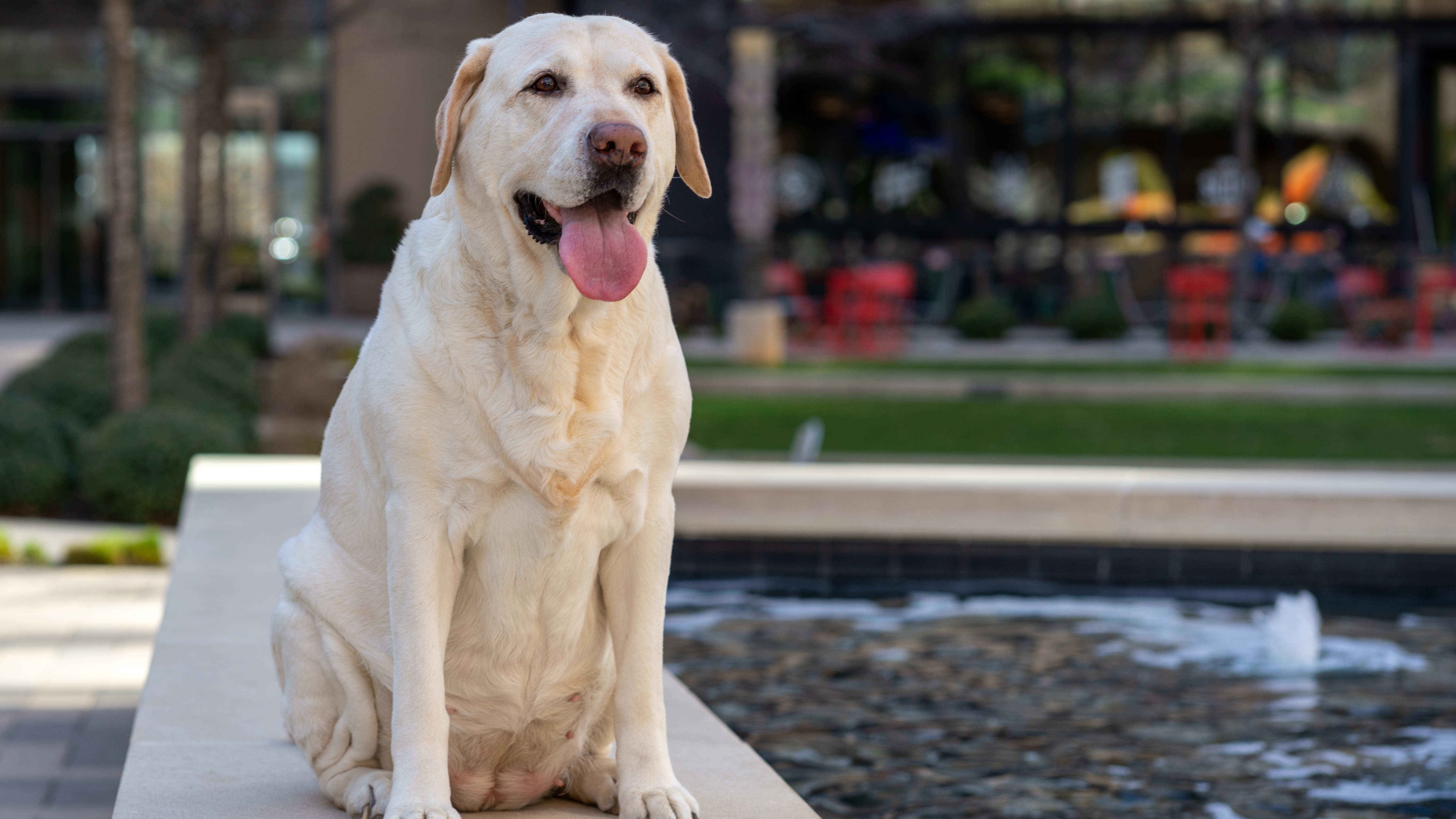 Labrador Retriever