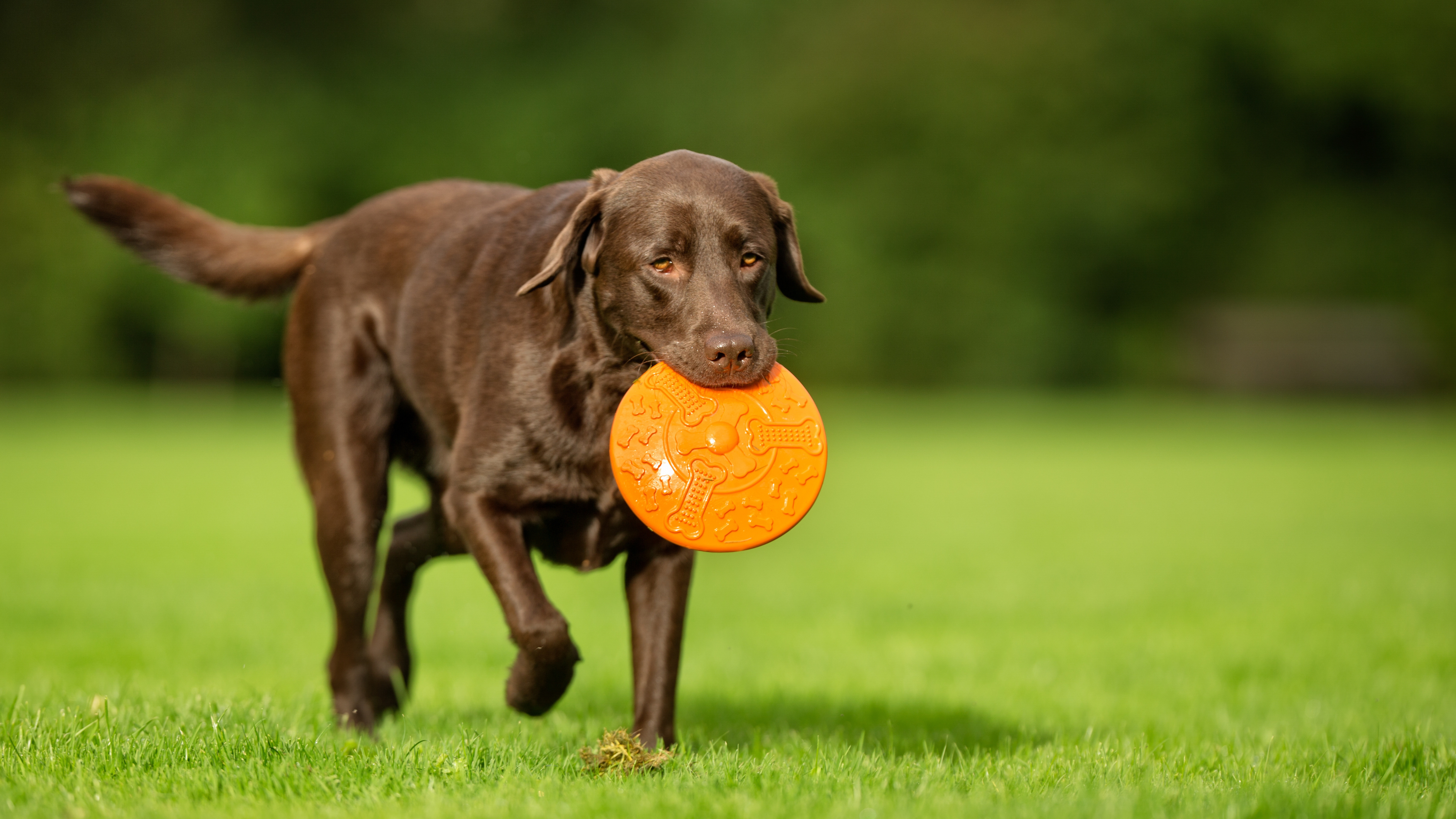 Labrador Retriever