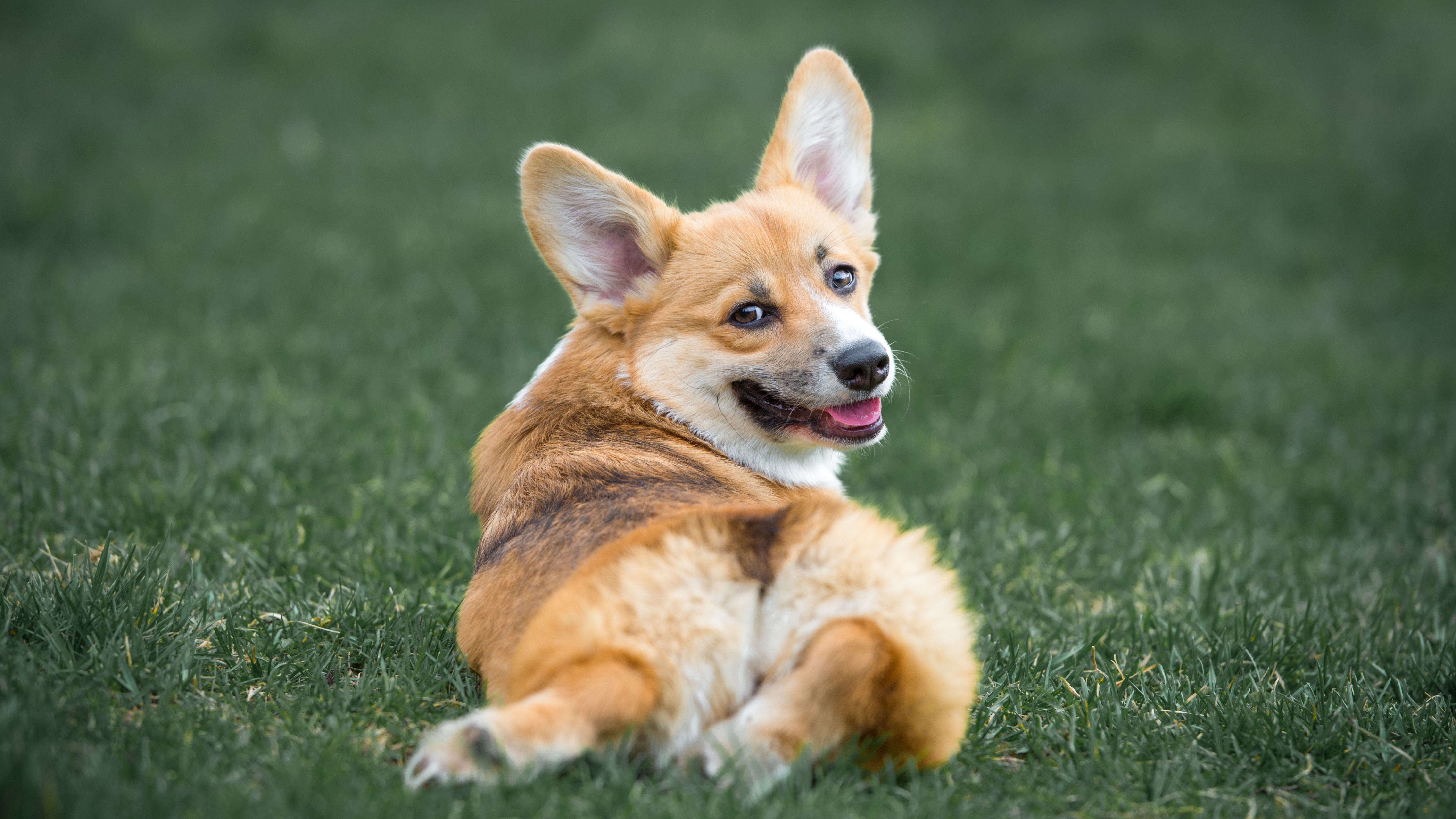 Pembroke Welsh Corgi