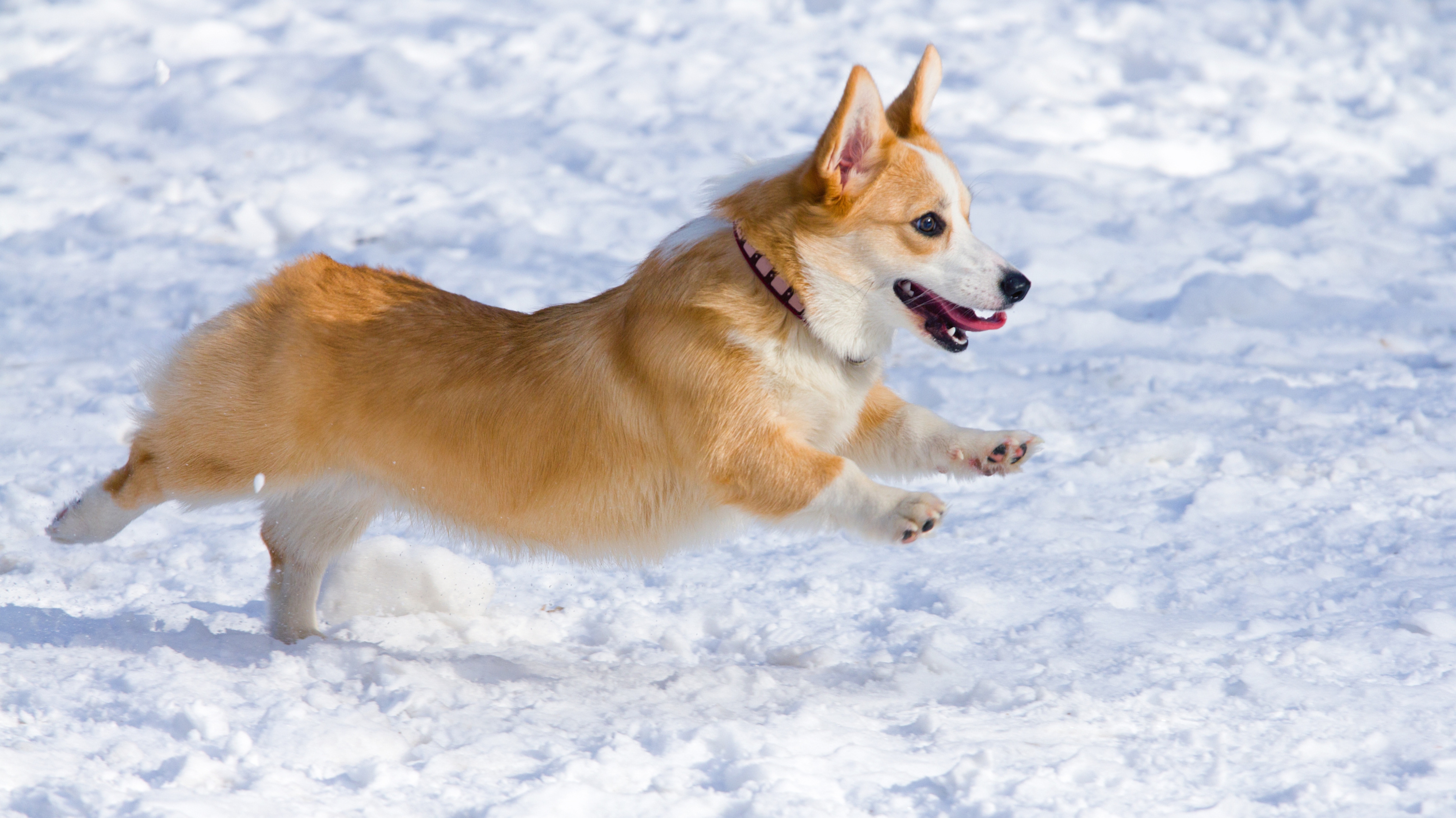 Pembroke Welsh Corgi