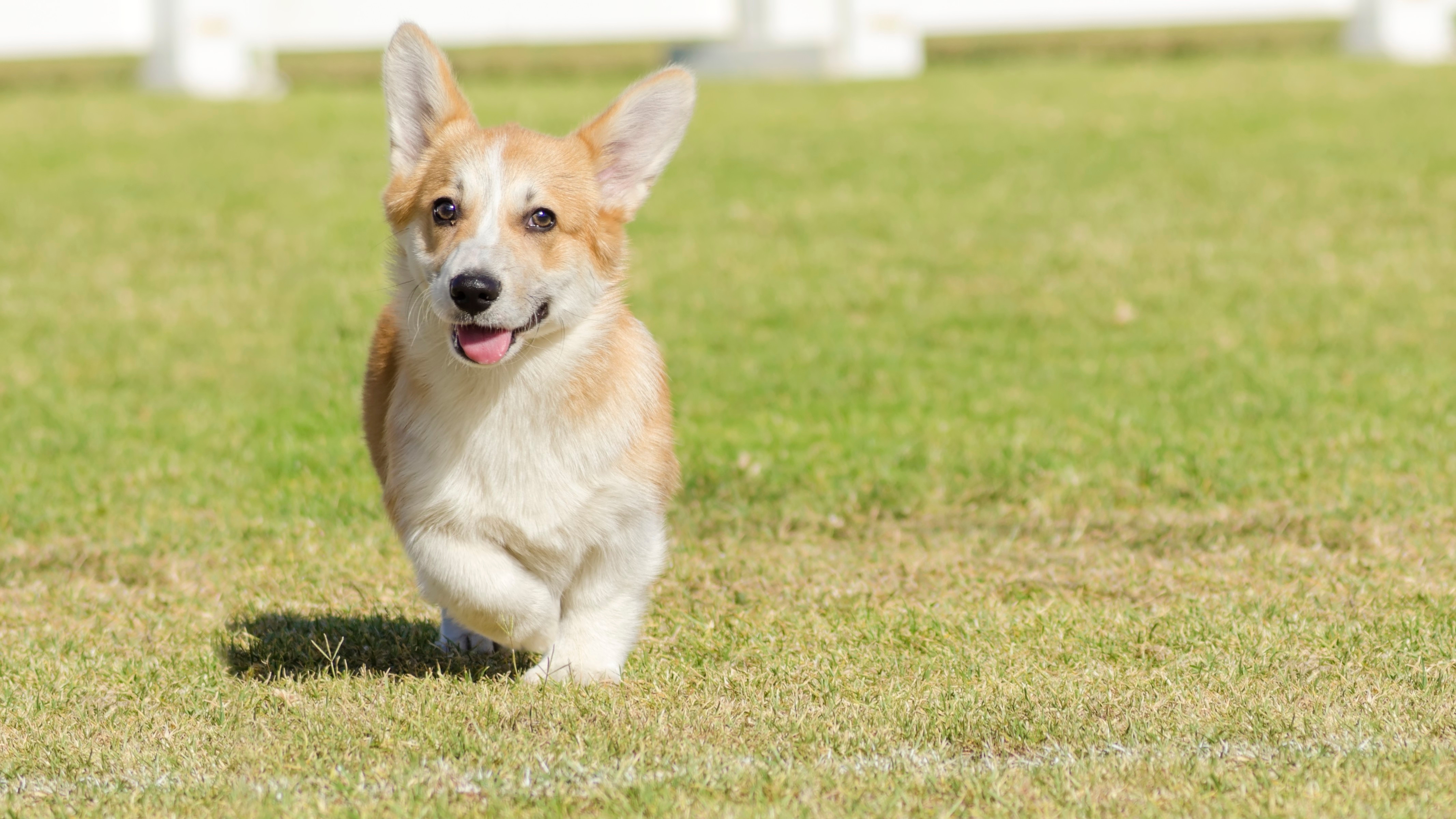 Pembroke Welsh Corgi