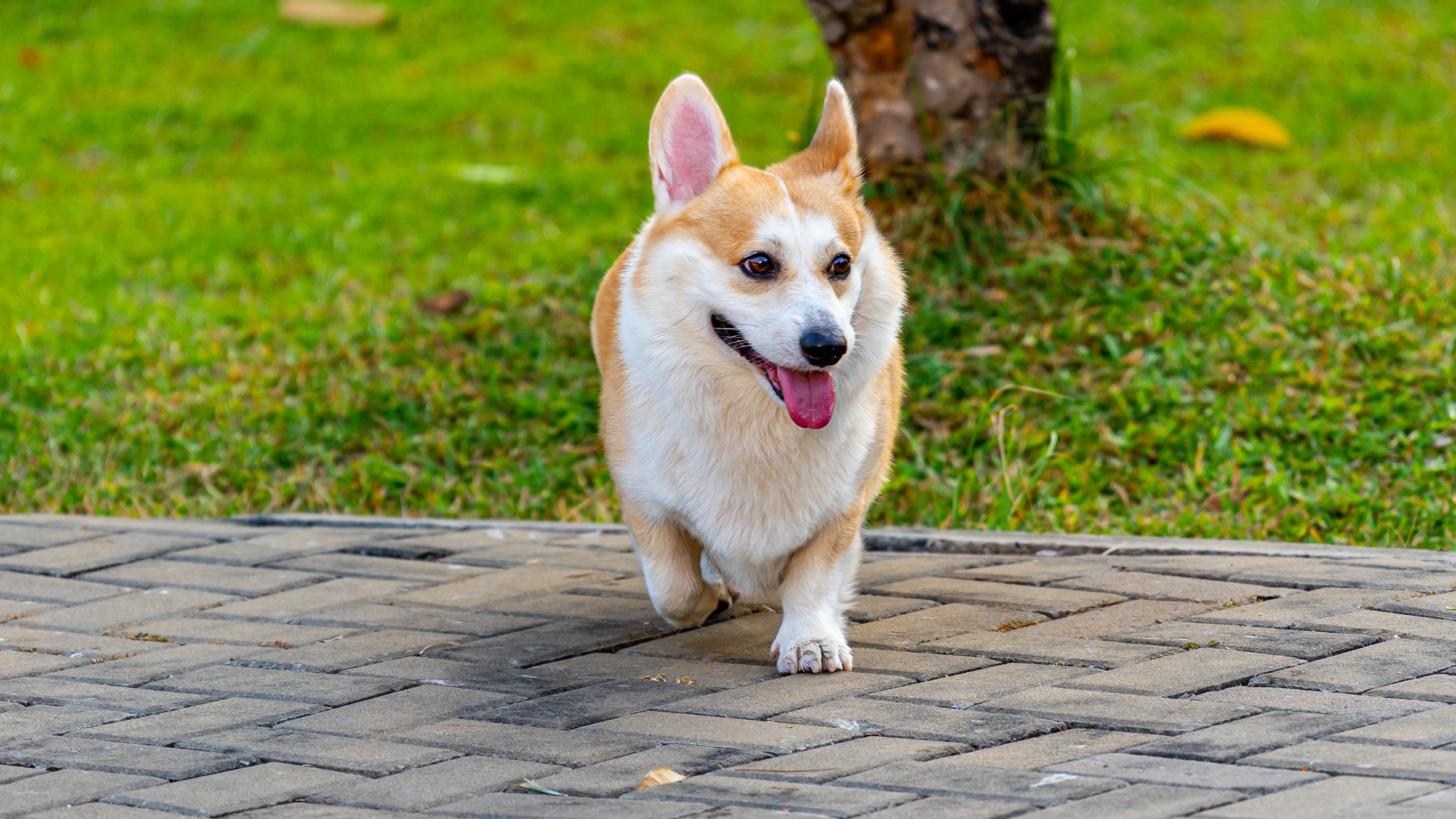 Pembroke Welsh Corgi