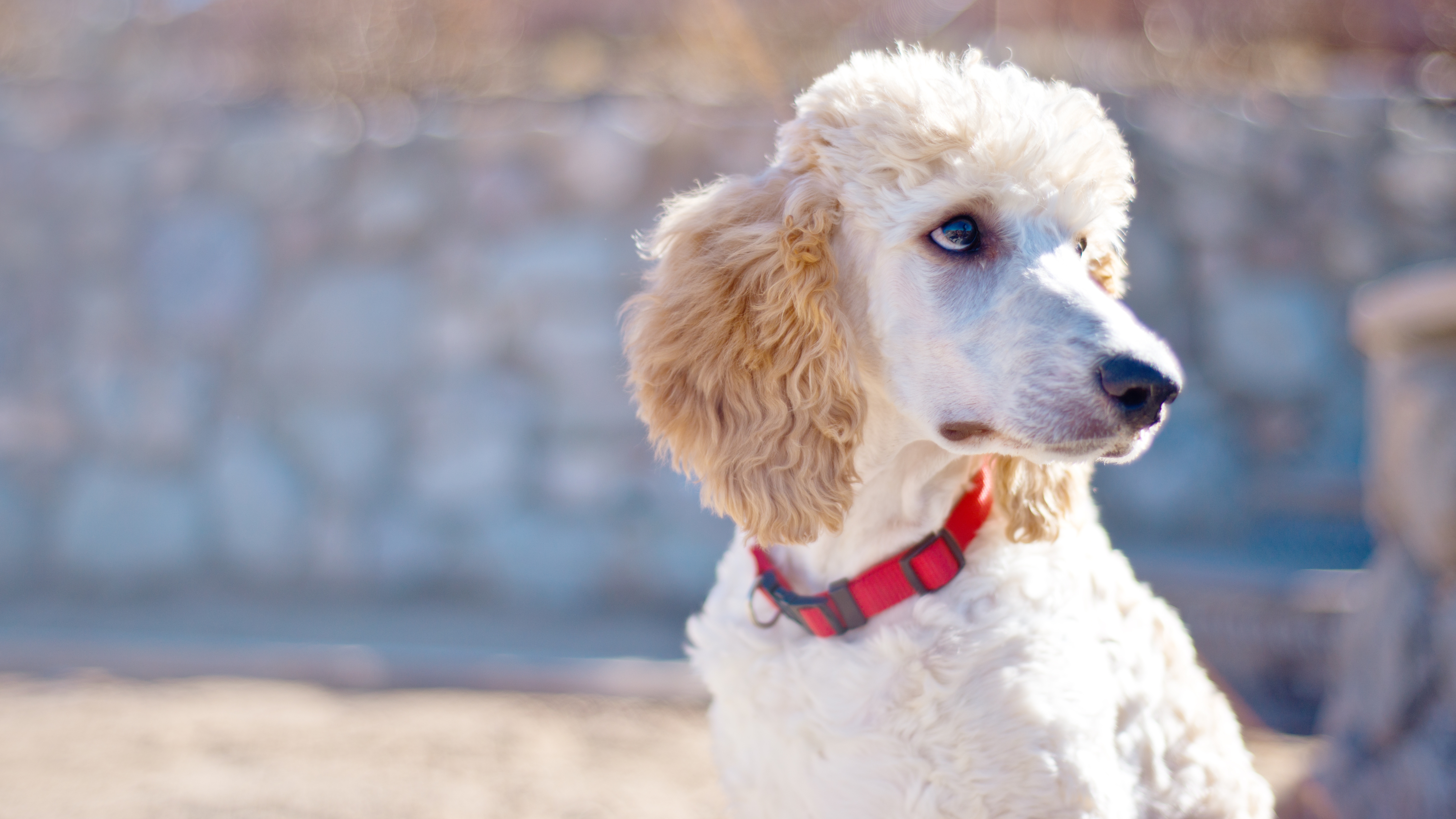 Poodle (Standard, Miniature, and Toy)