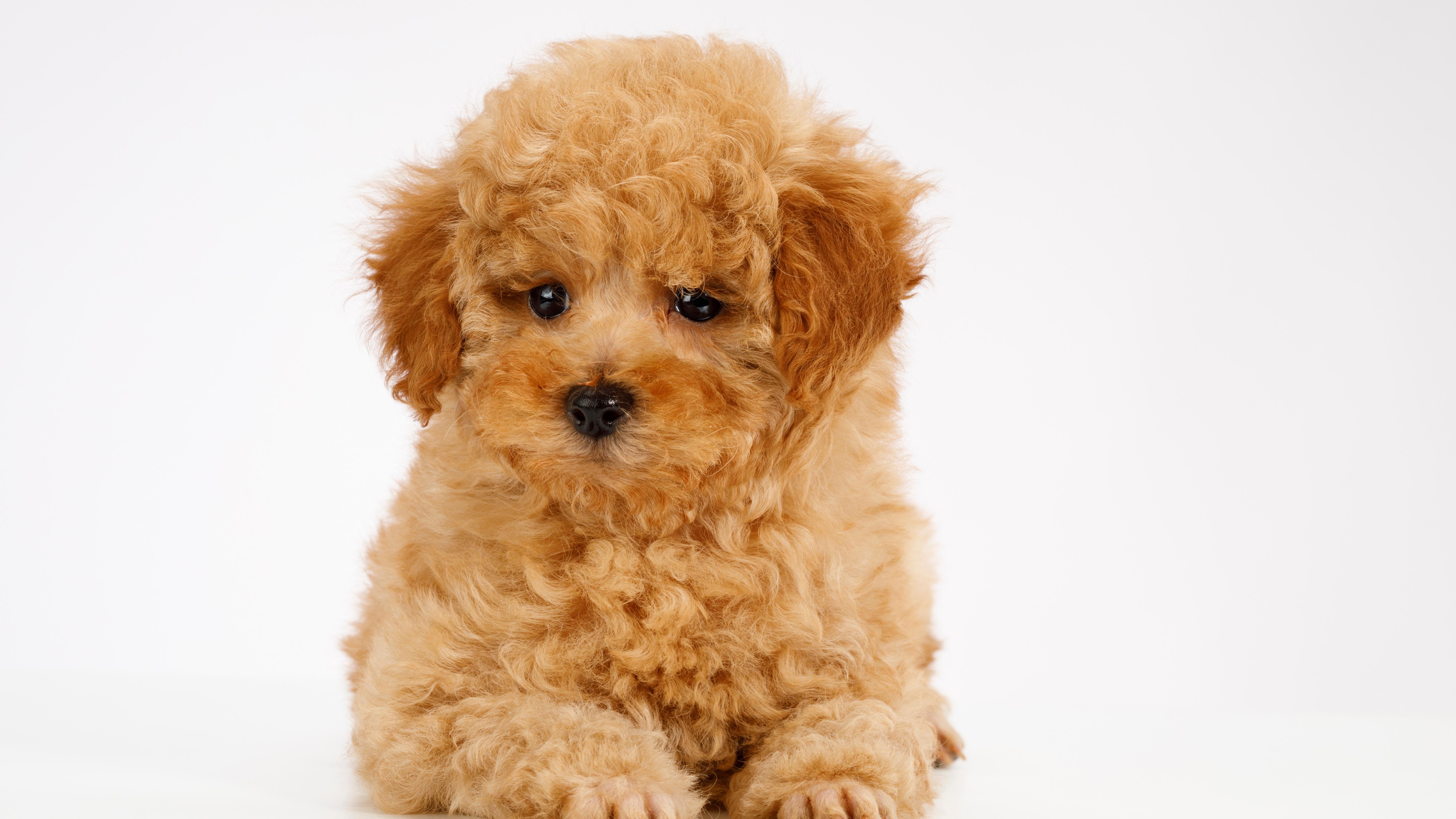 Poodle (Standard, Miniature, and Toy)