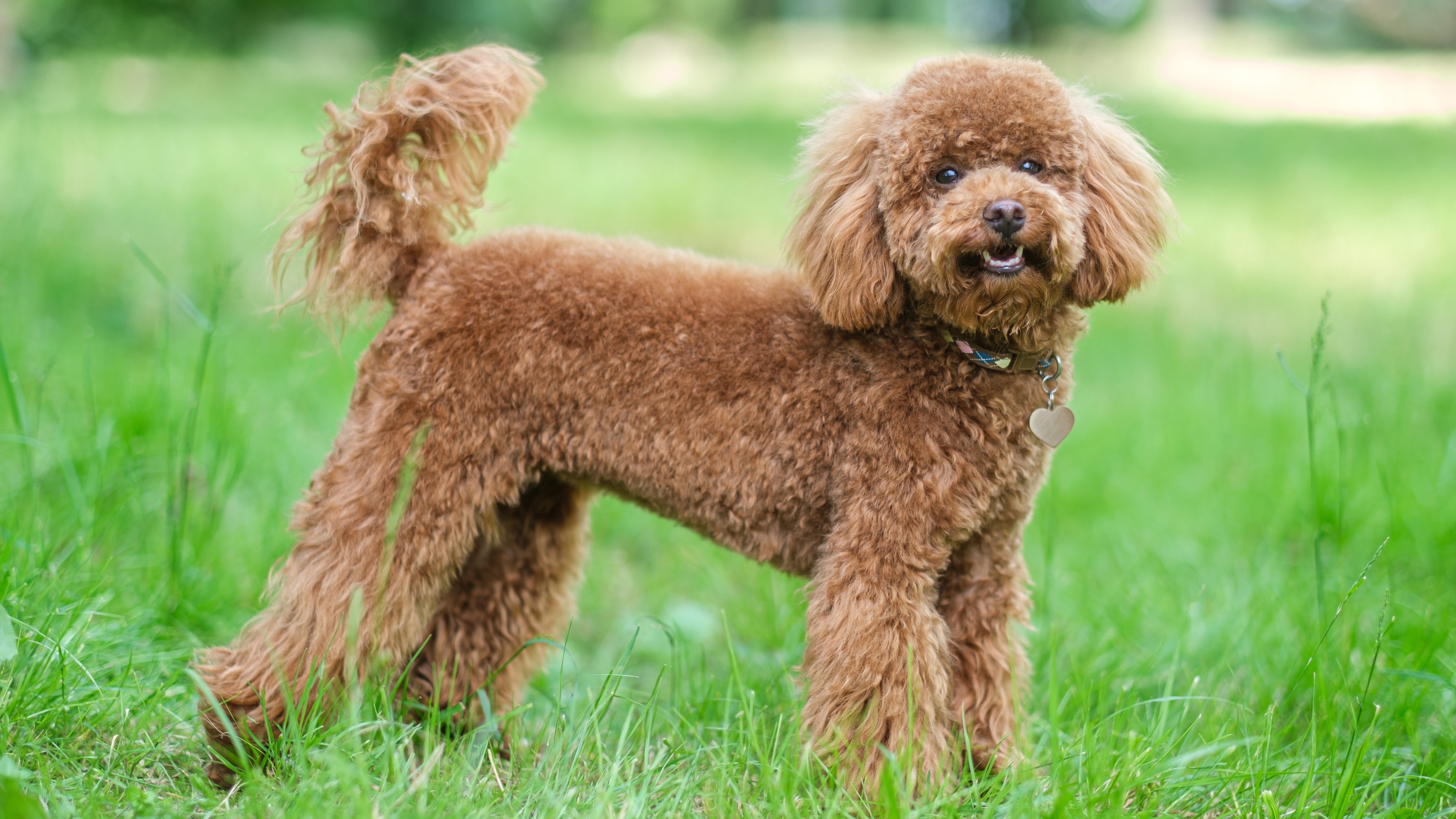 Poodle (Standard, Miniature, and Toy)