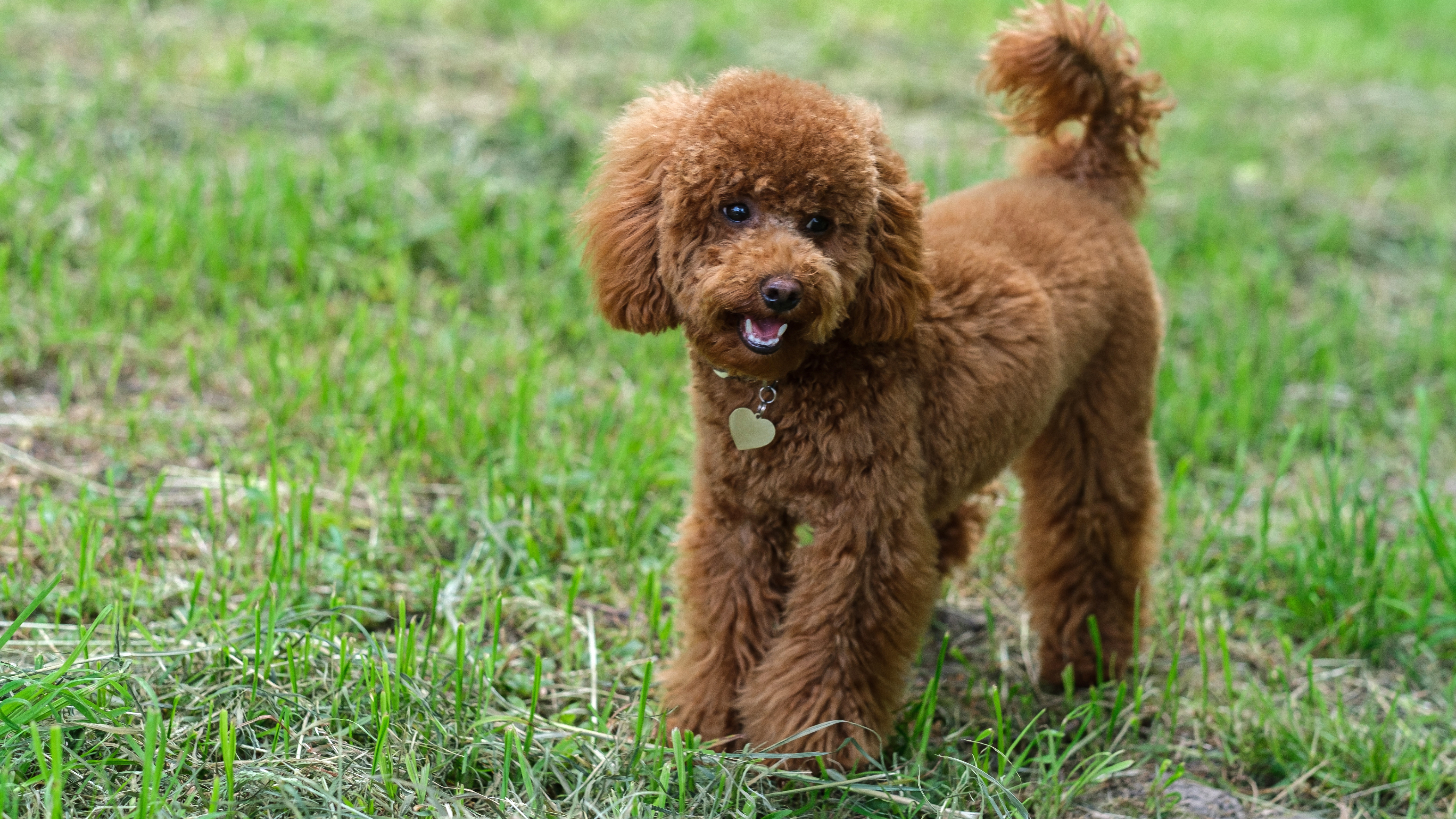 Poodle (Standard, Miniature, and Toy)