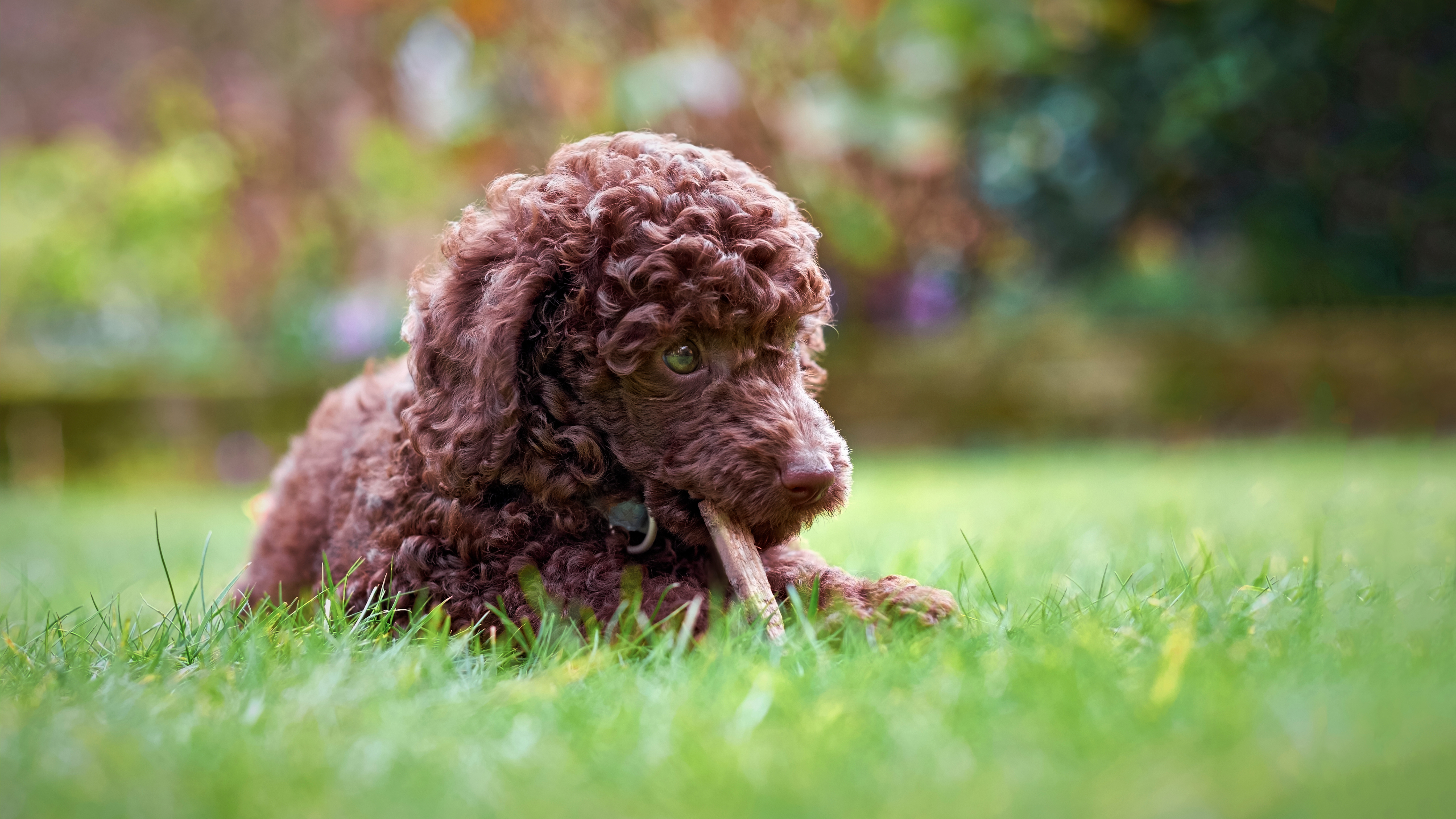 Poodle (Standard, Miniature, and Toy)