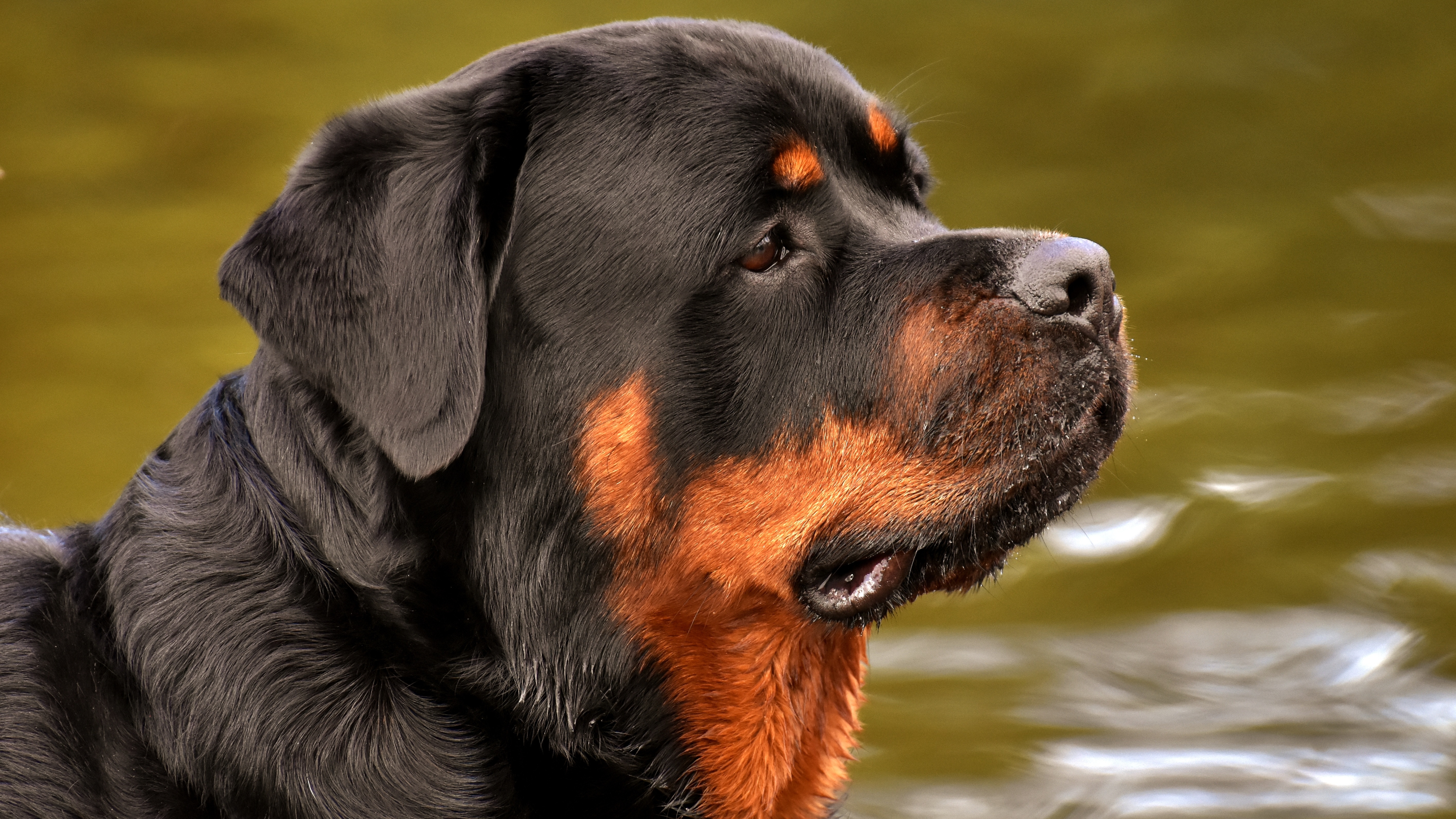 Rottweiler