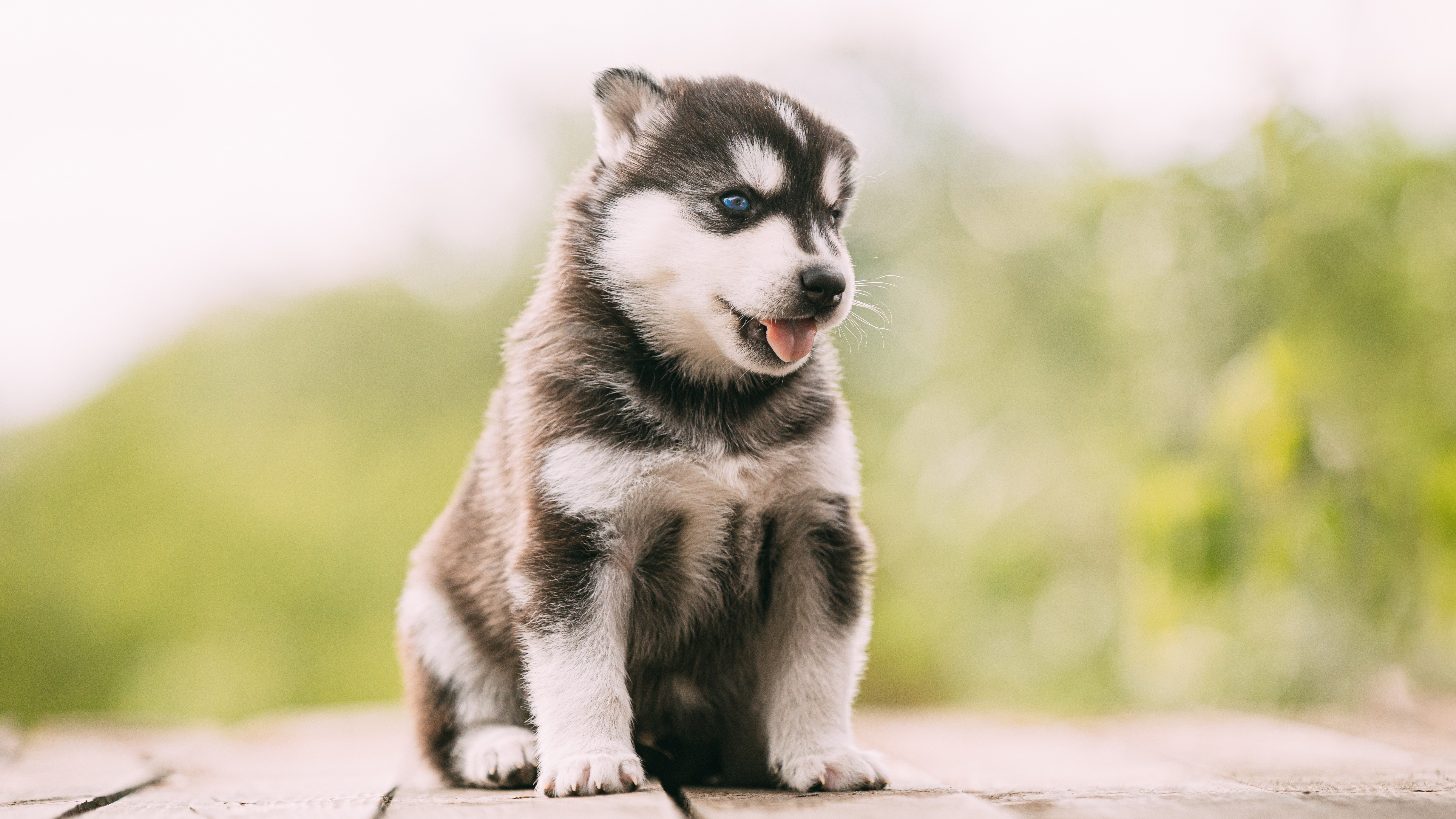 Siberian Husky