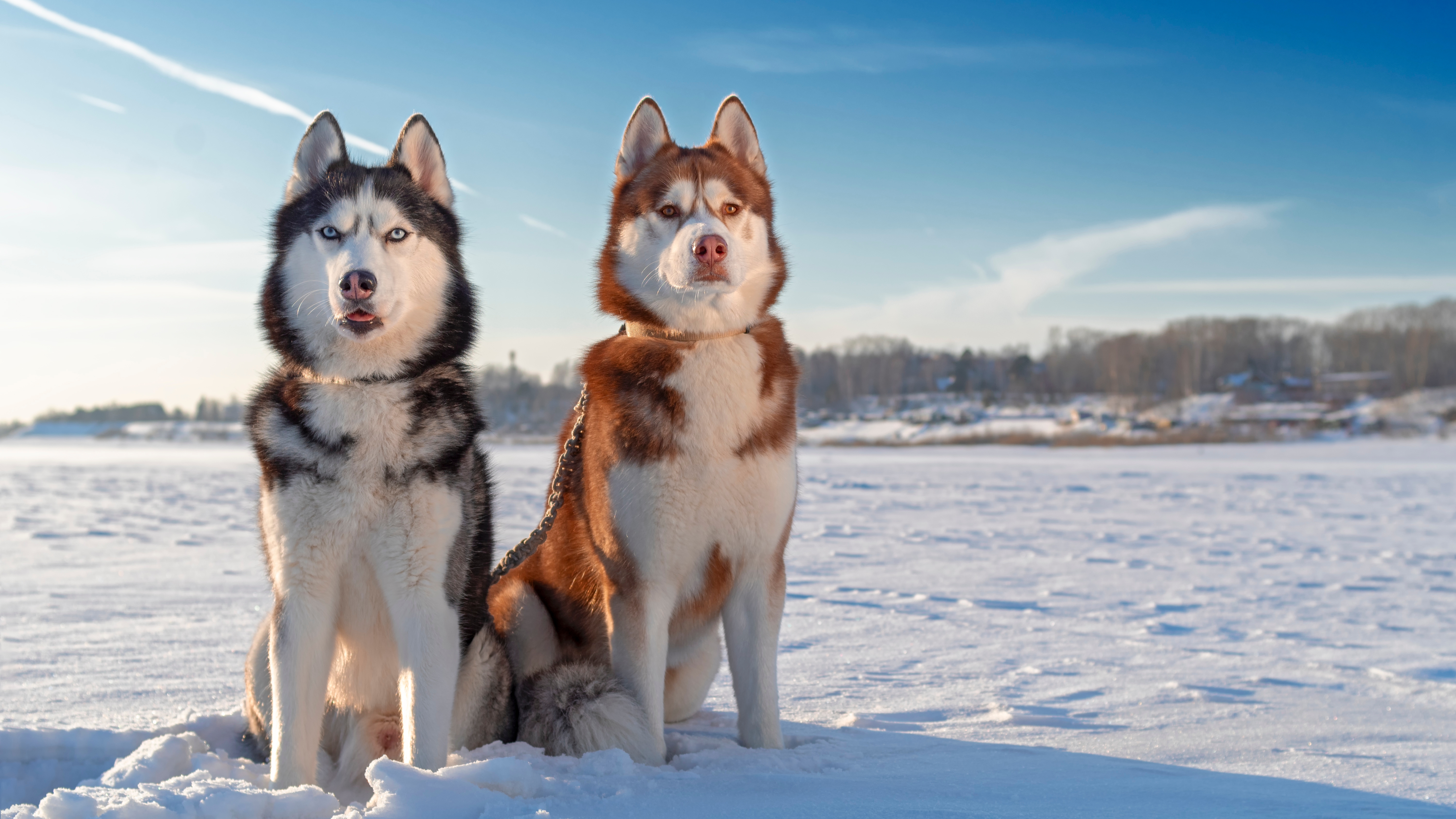 Siberian Husky