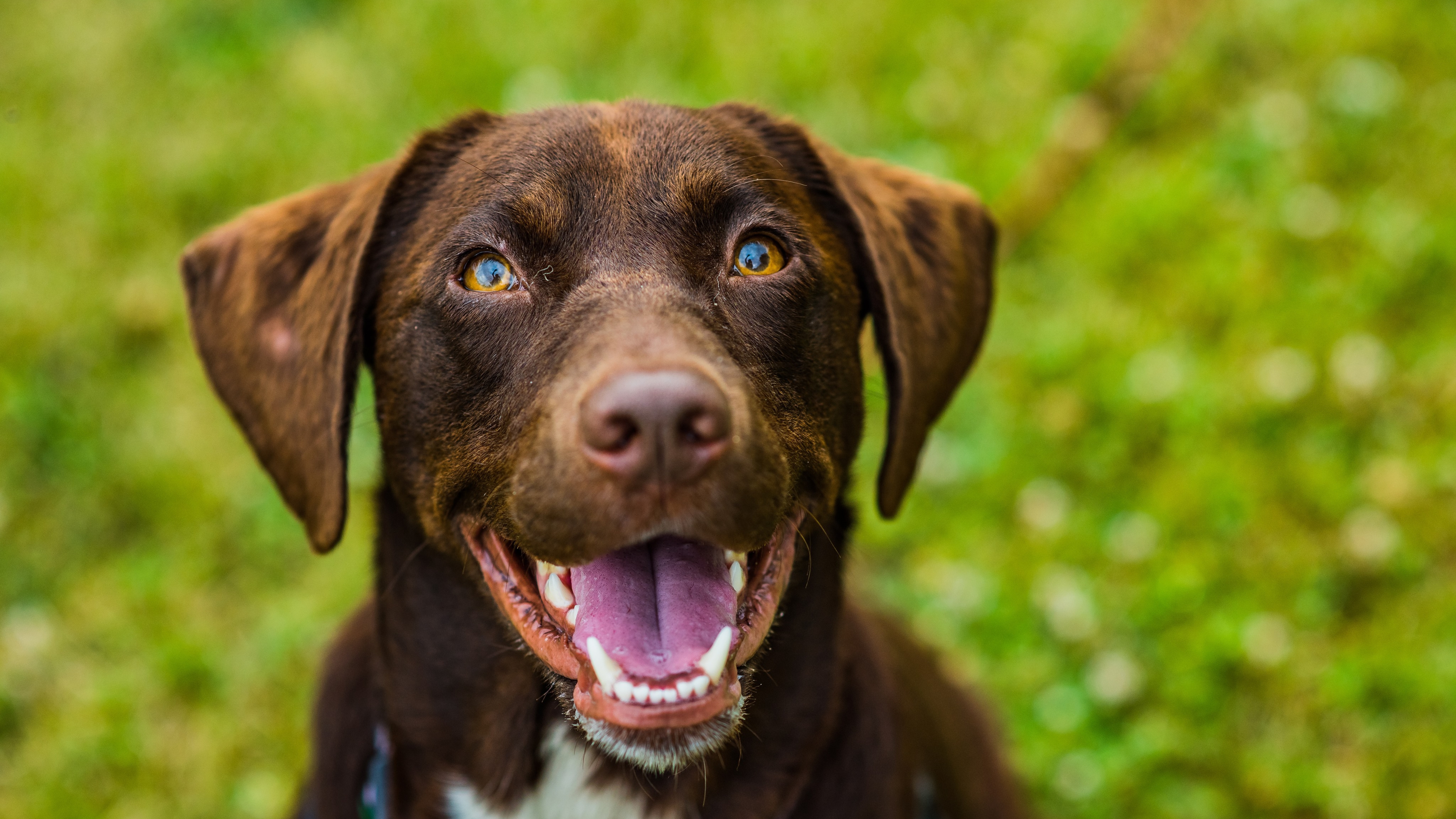 Image for Canine Parvovirus (Parvo)