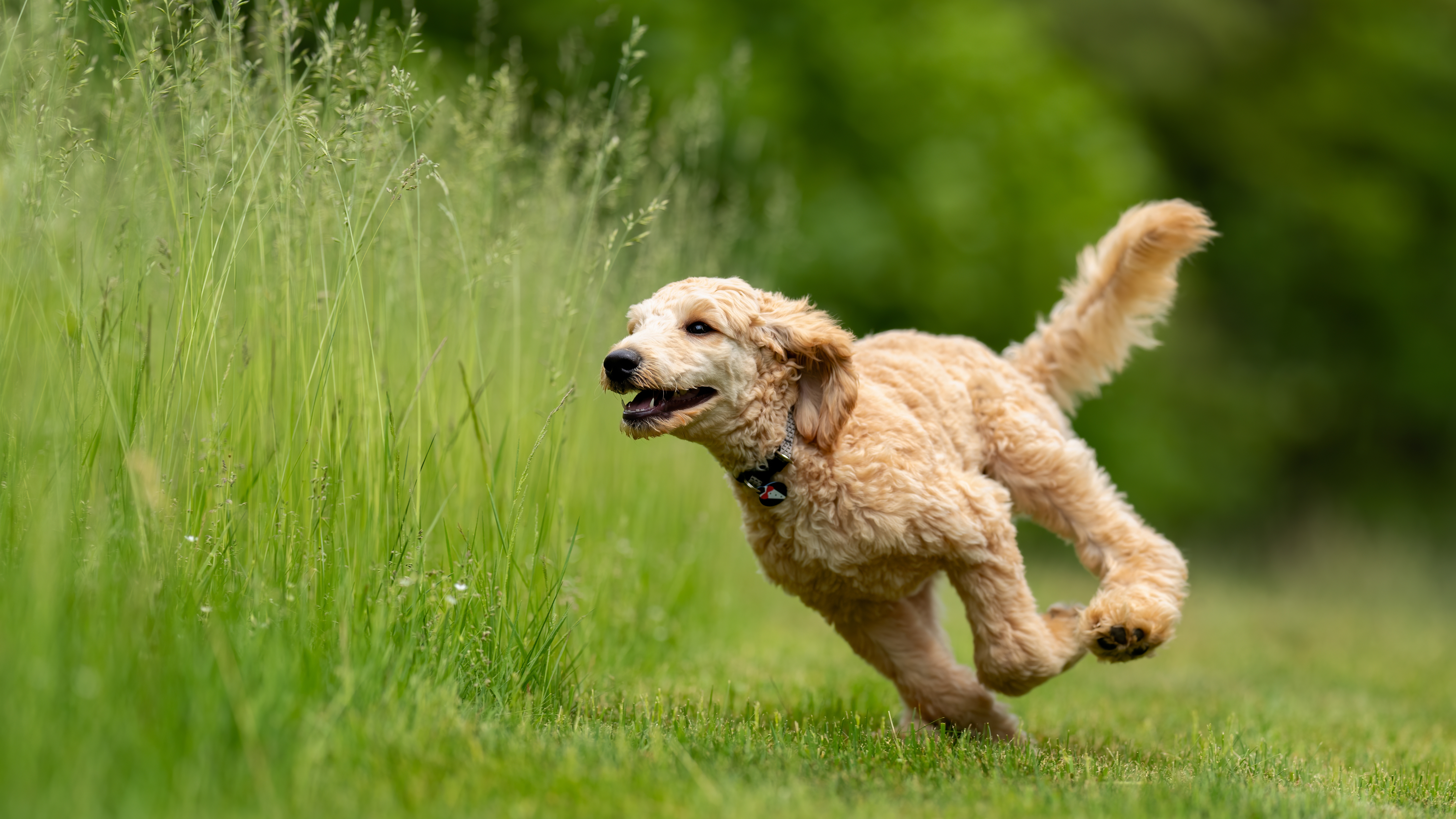 Pet Life Cycle